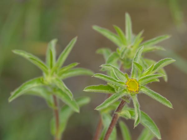 <h3><a href="/trips/ebro/biota/plantae/tracheophyta/magnoliopsida/asterales/asteraceae/pallenis spinosa/pallenis spinosa-nl.html">Pallenis&nbsp;spinosa</a> /  / </h3>OM-1 Mark II met OLYMPUS M.300mm F4.0, 1/2000 sec  bij F4.0, ISO 800, afstand 2.16&nbsp;m